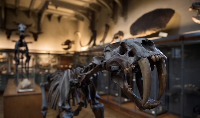 Le plus vieux dinosaure d'Afrique découvert au Zimbabwe | Arabnews fr