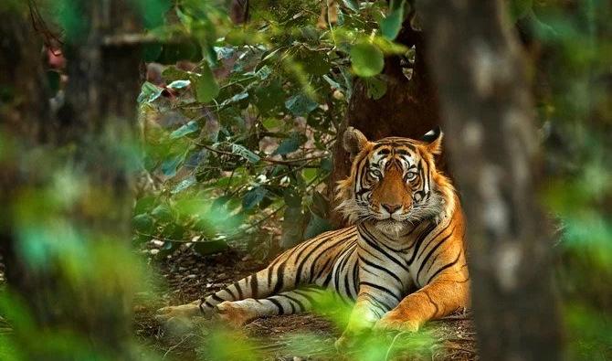 Près de 225 personnes ont été tuées dans des attaques de tigres entre 2014 et 2019 en Inde, selon les chiffres du gouvernement. (Shutterstock) 