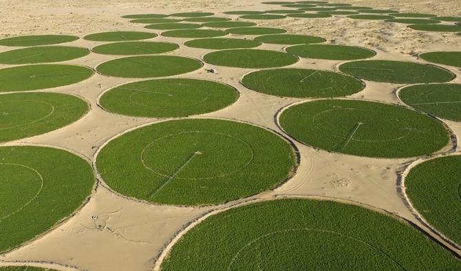 Culture céréale dans le Sahara algérien. (Photo fournie)